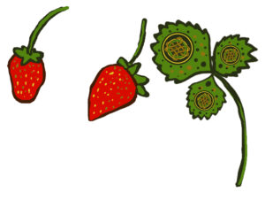 celtic strawberry